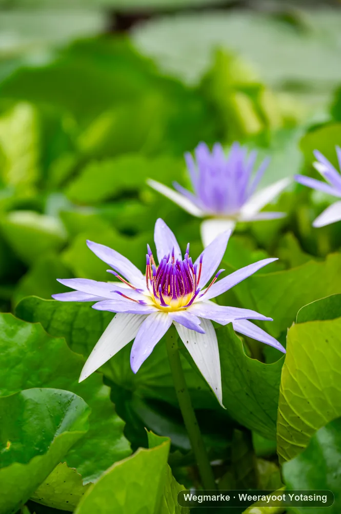 Purple water lily beside the route